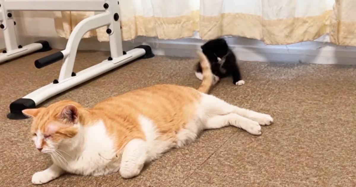 先住猫のしっぽにじゃれつく子猫→先住猫が移動すると…『微笑ましい光景』に癒される人が続出「優しいなぁ」「思い通りにならないおもちゃｗ」