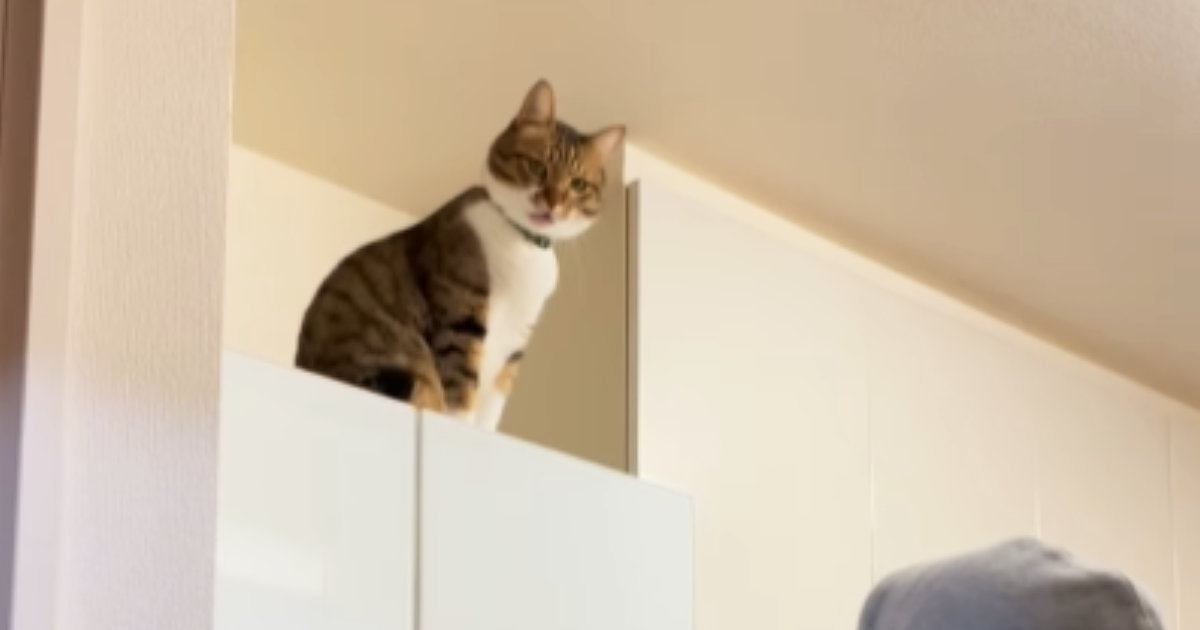 冷蔵庫の上から大声で呼んでいた猫→飼い主さんが背中を見せて『トントン』と叩くと…微笑ましいやり取りが34万再生「信じてるのが可愛いｗ」