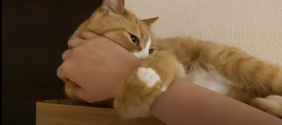 元保護猫ちゃんが『腕ぎゅー♡』　猫好きさん憧れのラブラブぶりがうらやましい！