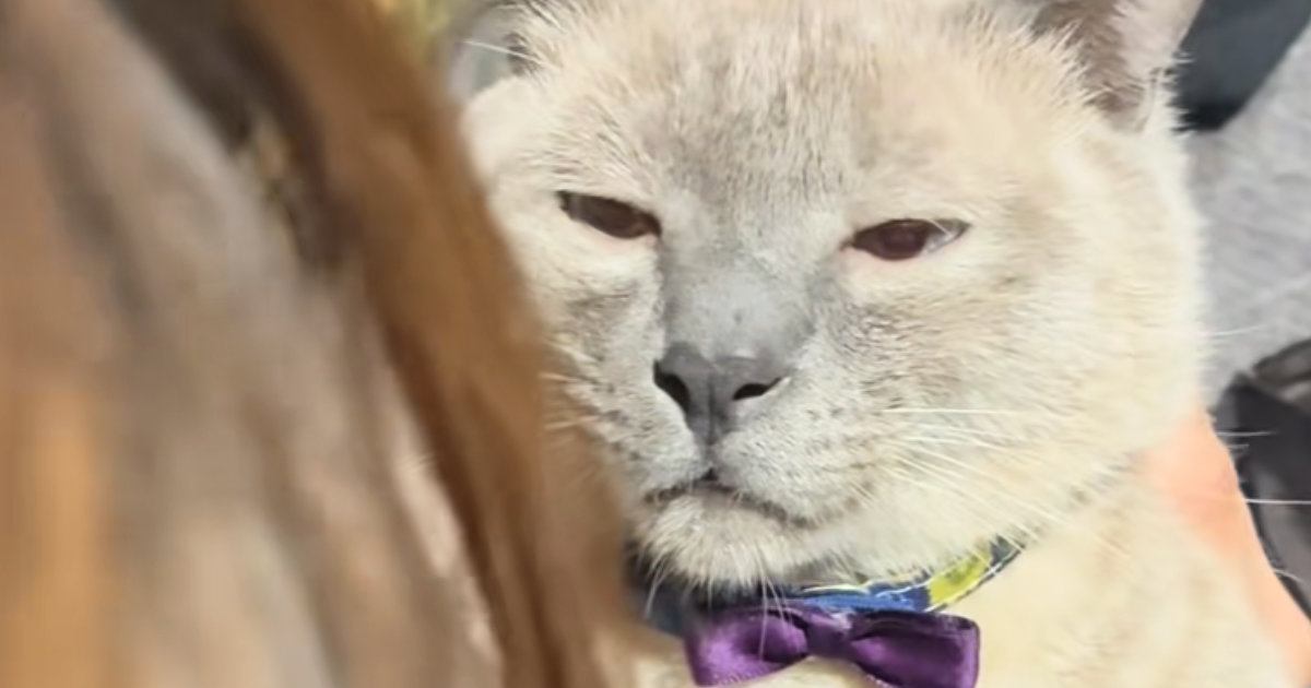 飼い主さんに説教される猫ちゃん→『表情』を見ていると…笑わずにはいられない反応が16万再生「絶対聞いてないｗ」「チベットスナギツネｗ」