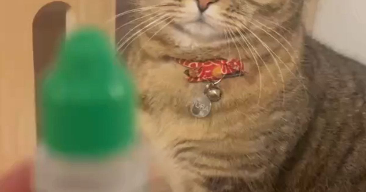 苦手な『目薬』を見たネコ→次の瞬間、表情が……まさかの反応に笑ってしまう人が続出「わかってるんだねｗ」「顔が大好きｗ」と反響