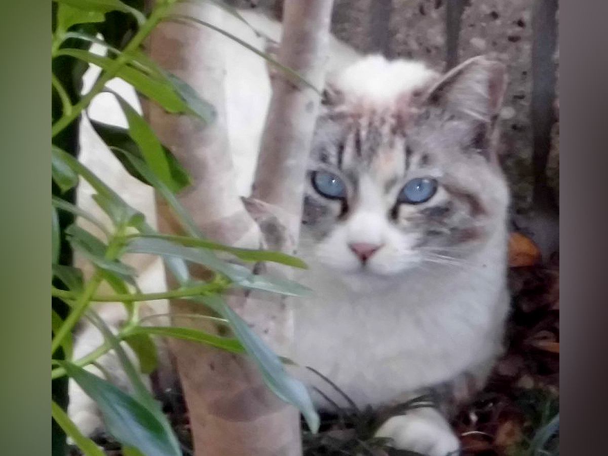 外で生きていたネコを保護→『本当に幸せなのか』と心配していたら…『素敵なビフォーアフター』に反響「リラックスしてる」「顔つきが全然違う」