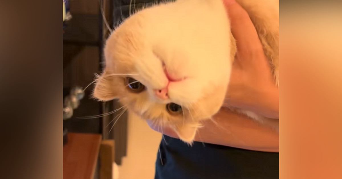 信頼する飼い主さんに抱っこされる猫…完全に脱力しちゃう様子に爆笑の声「デロ～～ンってなりすぎｗ」「抱きにくそうなの面白いｗ」