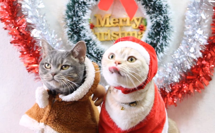 メリークリスマス♪猫ちゃんたちがコスプレをする理由