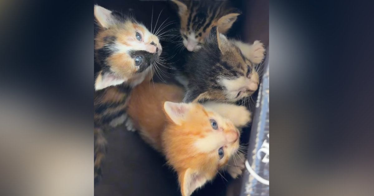 母猫に案内され、草むらに行くと『4匹の子猫』を発見…保護した結果→感動のエピソードと『現在の様子』に「涙が出た」「ドラマみたいな物語」