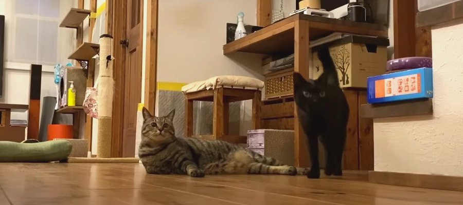 元保護猫の双子きょうだいが即反応！すぐさま待機状態になった“魔法の言葉”とは？