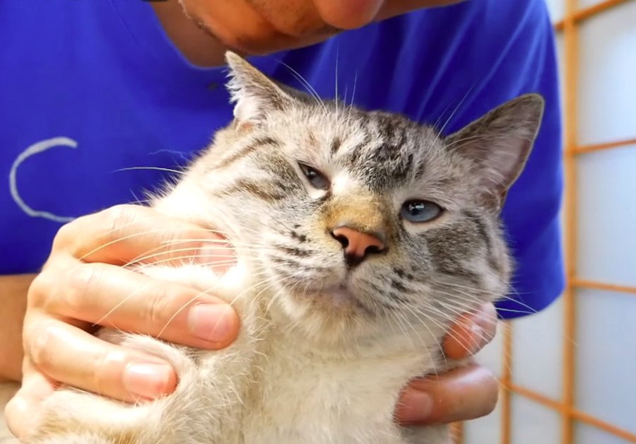 鬼ムズ！猫ちゃんの耳パクチャレンジ