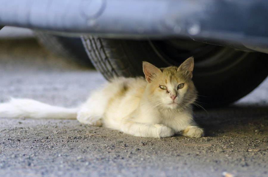 猫を外に出すべきではない理由！交通事故死がこんなにもある