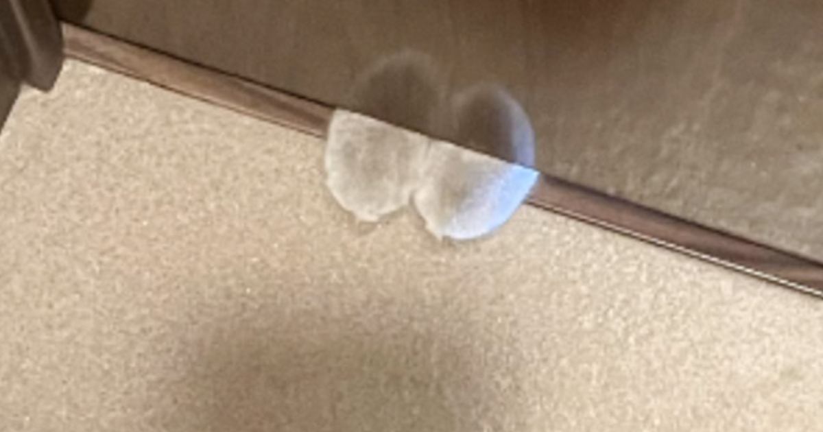 "トイレへの侵入"を試みる猫…閉まっている扉の下を見てみると→可愛すぎる瞬間が9万いいね「礼儀正しく侵入しようとしてるｗ」「かわいいｗ」