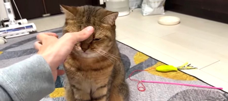 猫ちゃんの飼い主あるある三選！