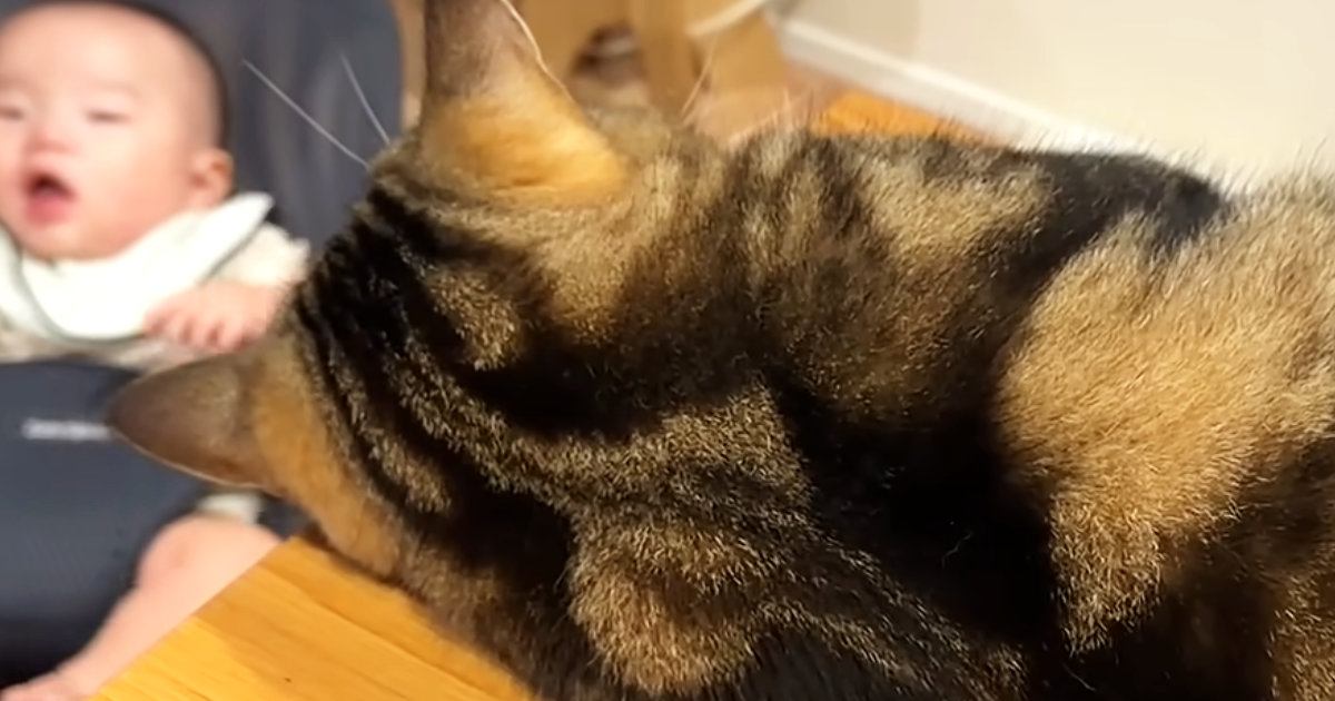 赤ちゃんと距離を縮められずにいた猫→突然、赤ちゃんの布団にやってきて…可愛すぎる光景が20万再生「仲良しになりそうｗ」「いいお兄ちゃん」