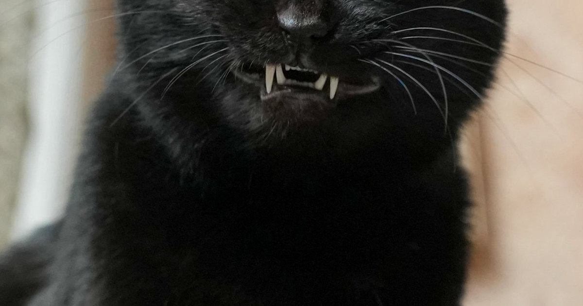 黒猫が牙をむき出しにした瞬間を捉えたら…とんでもなく悪そうな『表情』に「不動明王さまだｗ」「かっこいいー」「めっちゃ好き」と反響