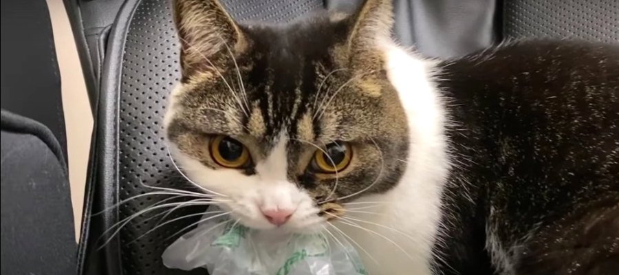 『これだけは譲れない！』飼い主さんにもパパ猫さんにも唸っちゃう猫くん