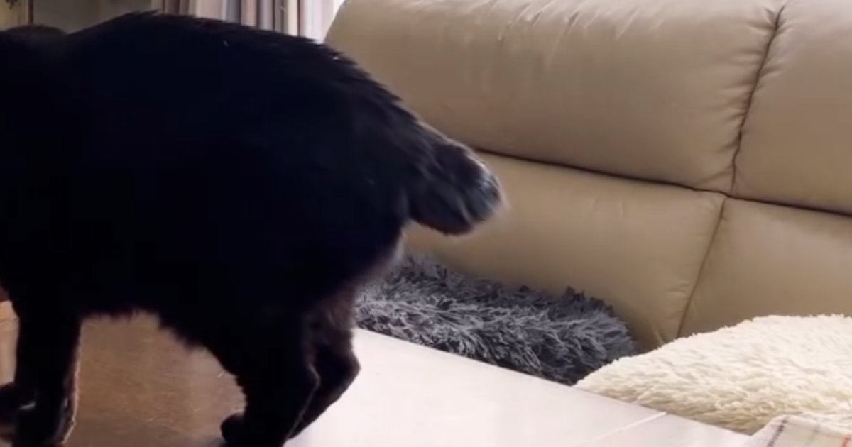 カギしっぽの黒猫→しっぽの動きがフリフリではなく…独特な『動かし方』が可愛すぎると21万表示「猫又だ」「幸せを掴むしっぽ」