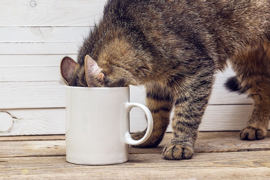 猫は麦茶を飲んでも大丈夫？メリットと与える時の注意点を解説