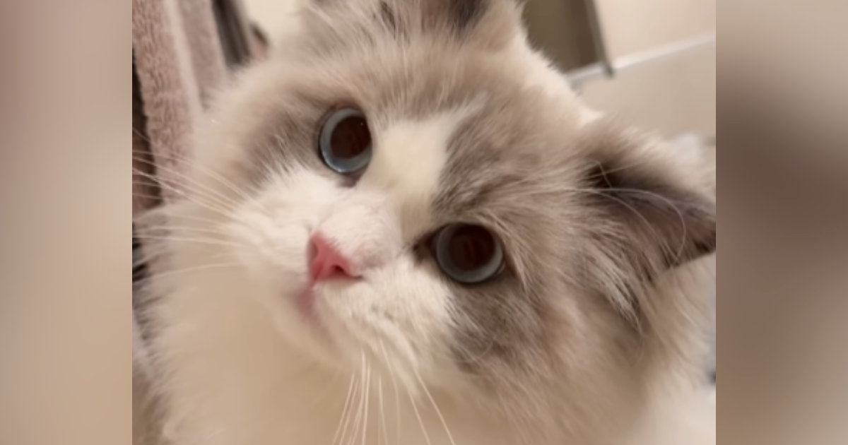 お風呂の『出待ちをする猫』→飼い主が出てくると…とんでもなく尊い『健気な様子』が46万再生「キャー可愛すぎ」「ずっと見てしまう」と悶絶