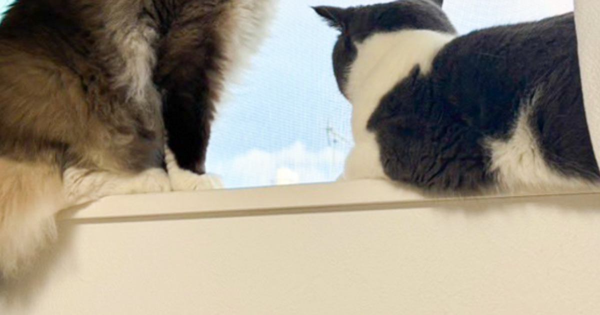 窓の外を眺める2匹の猫→目線の先には……思わず感動の『素敵すぎる瞬間』に4万いいね「うわぁめっちゃいい」「絵画みたい」と絶賛