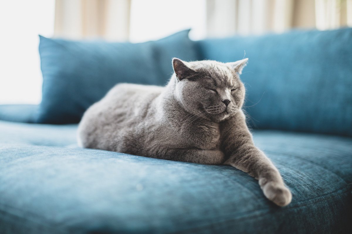 猫の名前を呼ぶと『来るとき・来ないとき』がある理由5つ　なぜ反応が変わるの？考えられる心理まで