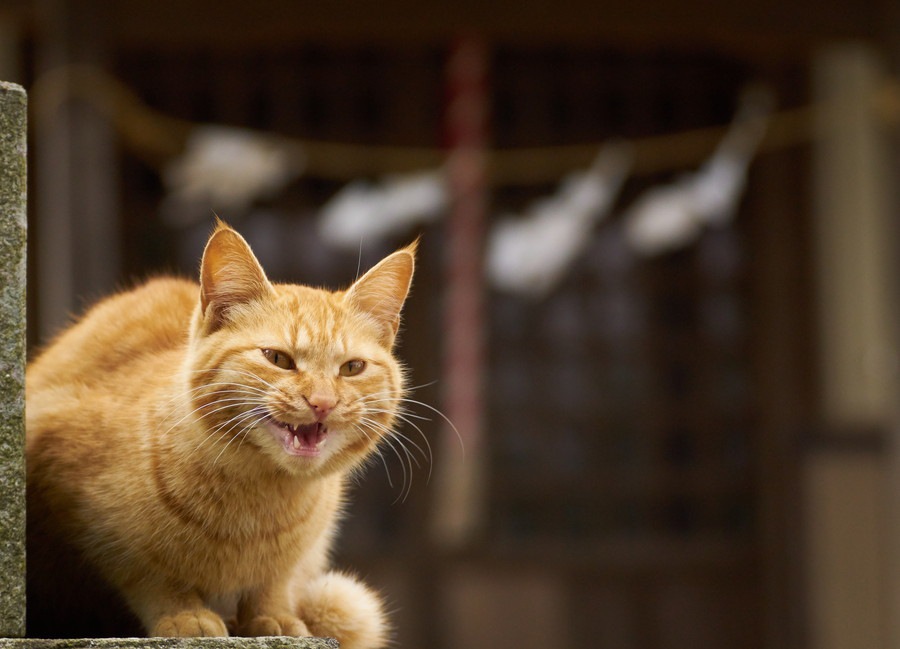 猫の声が出ないときの原因と対処法