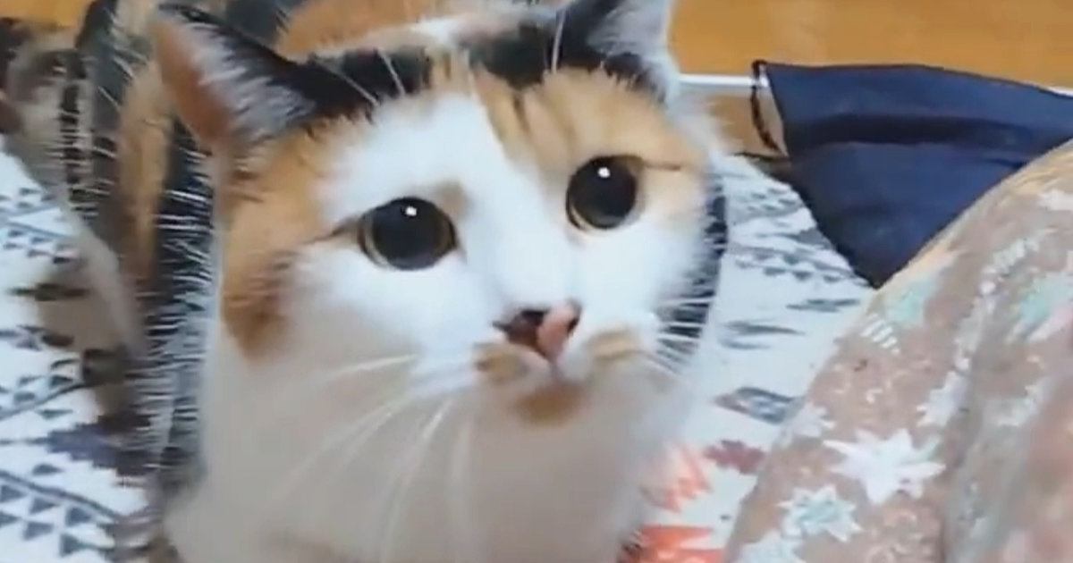 飼い主さんを常に『ロックオンする三毛猫』が可愛すぎる…元気いっぱいなお転婆ぶりに２万いいねの反響「一緒に遊びたくなる」「狙われたい」