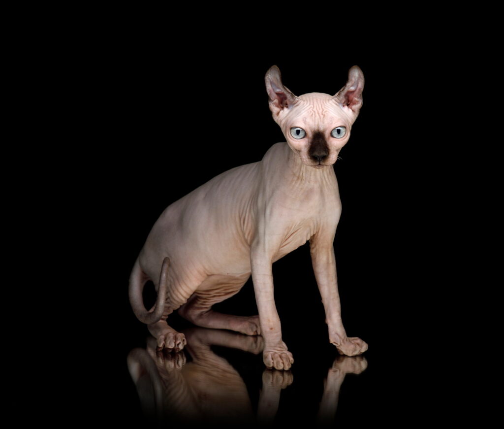 【獣医師監修】ドウェルフってどんな猫？特徴や性格から飼う前の注意点・価格相場まで徹底解説