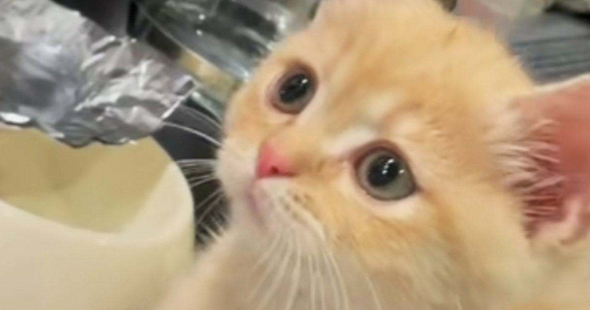 キッチンにやってきた子猫→蛇口から出る水をじっと見つめて…『可愛すぎる仕草』が135万再生「心臓きゅってなった」「ずっと見ていられる」