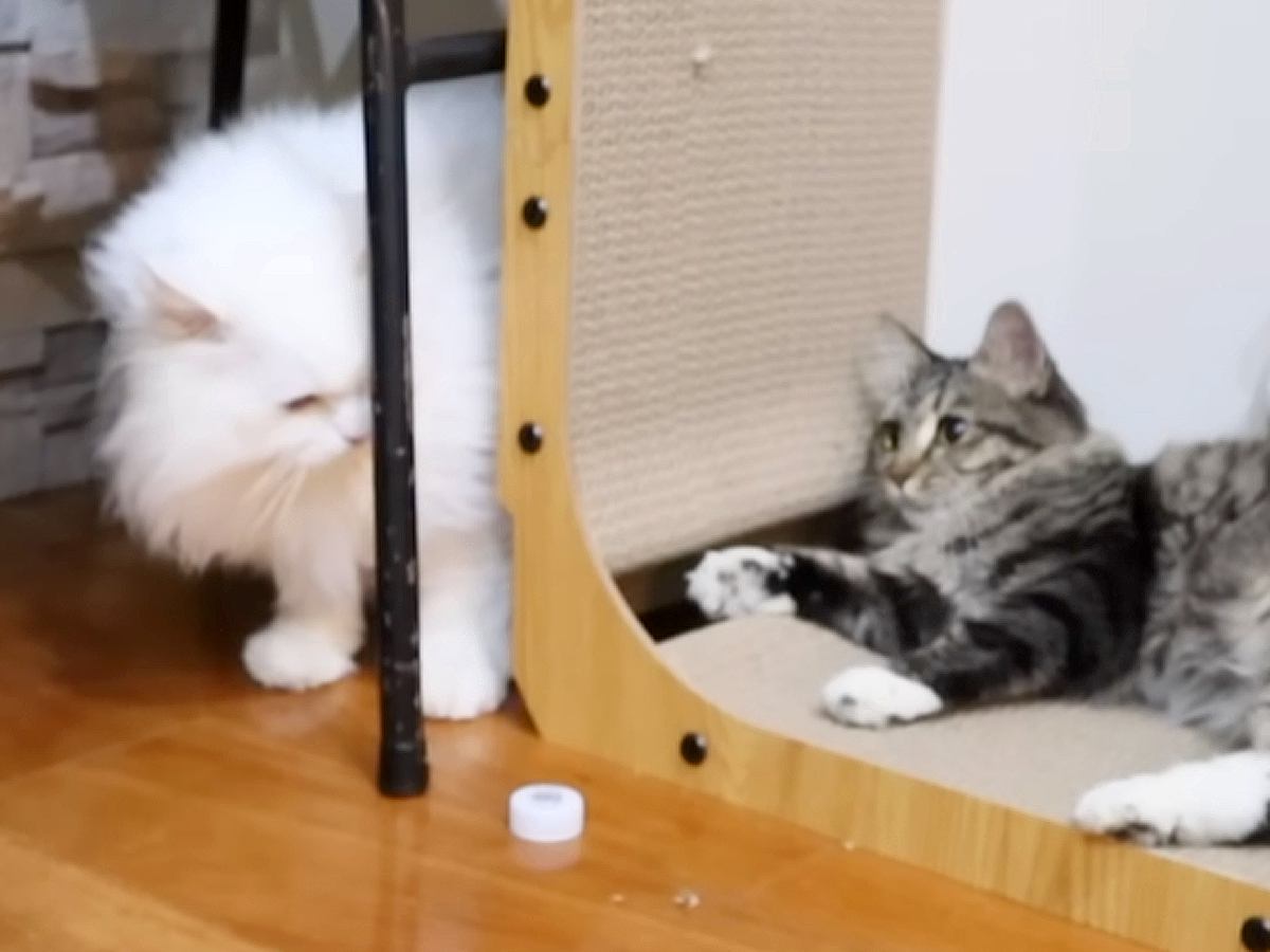 新入り猫のケージを開放して２日目→おっとりした性格の先住猫が、突然…まさかの『予想外の行動』に「相性がバッチリ」「永遠に見てたい」