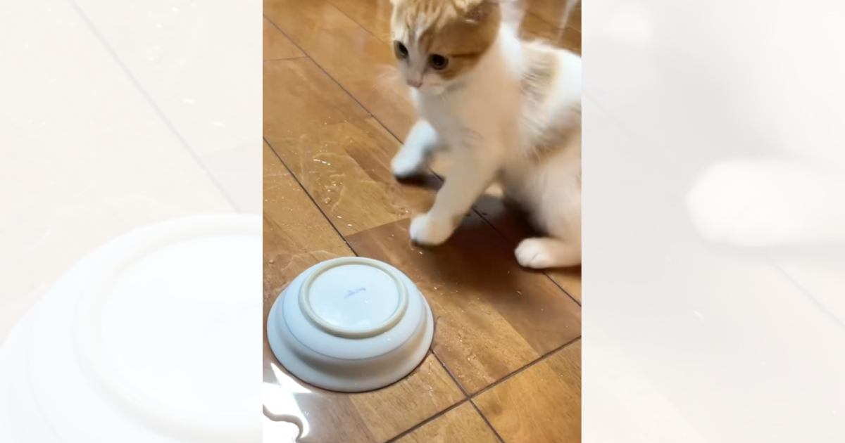 お水の入ったお皿をひっくり返した子猫が、次の瞬間……想定外の『慌て方』に「初めて見る動きｗｗ」「猫の動きじゃないｗ」と17万再生