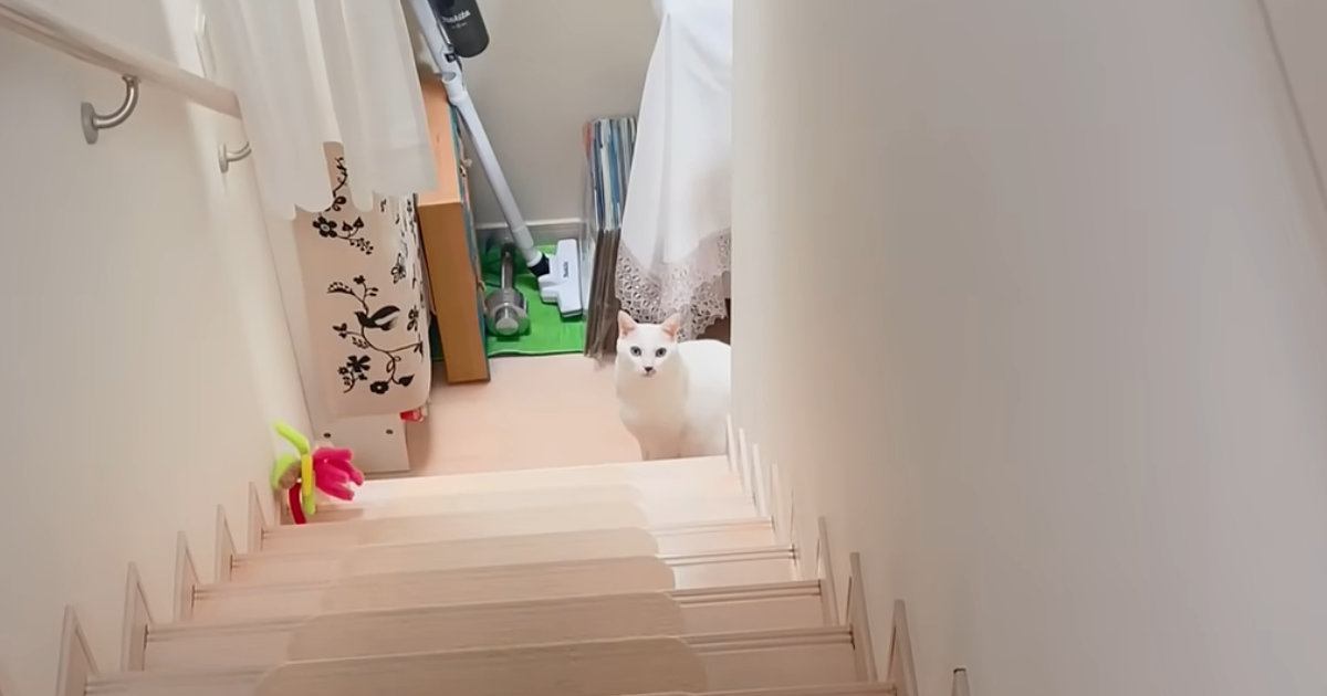 朝起きると、階段下で待っていた猫→『おはようを言いに来たの？』と聞いてみたら…尊い瞬間に「お兄ちゃん大好きなんだね」「律儀」と14万再生