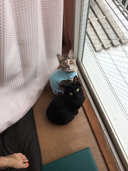 猫が外に出たがるときの対策5つ