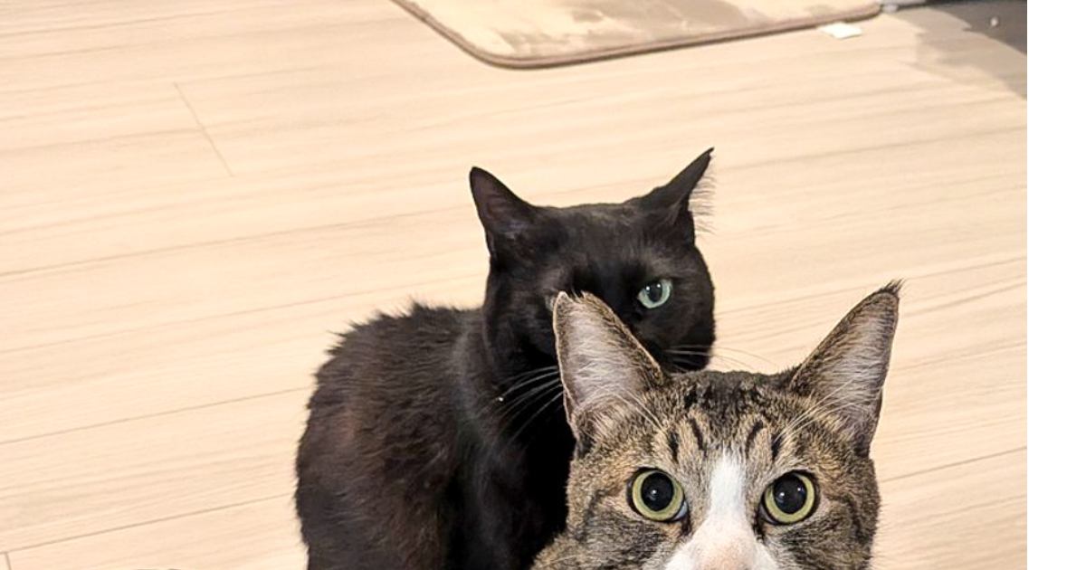 『黒猫を撮ろうとした』次の瞬間…想定外の『微笑ましい光景』に2万7000いいね「写ることを理解しているのかな」「とっても可愛いｗ」