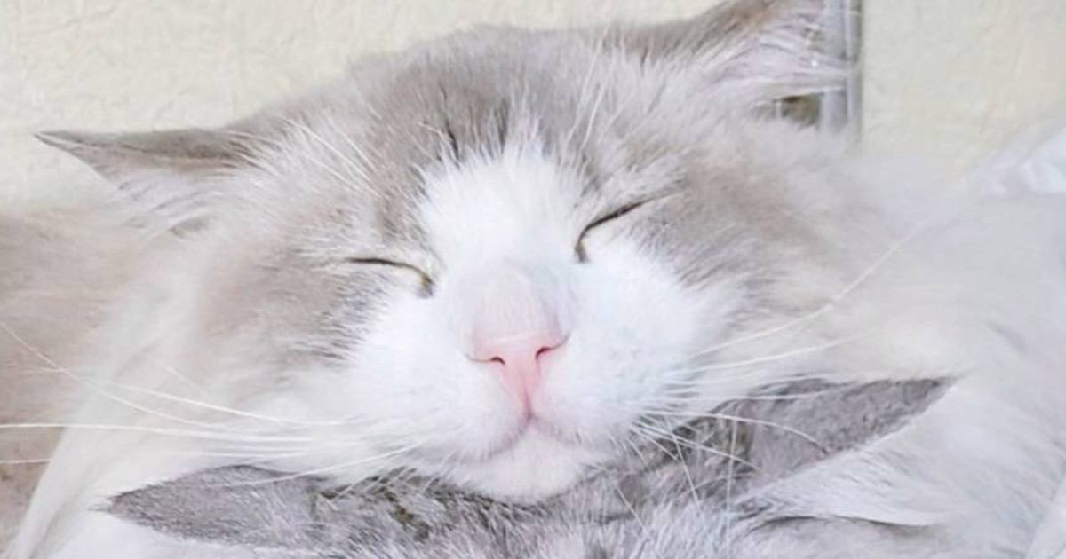 後ろからぎゅーっと同居猫を抱きしめる猫…『可愛すぎる瞬間』に2万いいねの反響「ムギュってなってるｗ」「お顔が幸せそう」