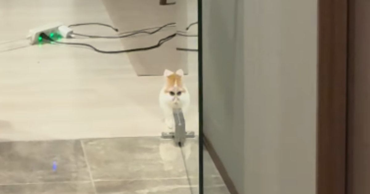 子猫の姿が『ガラス戸に反射』→だんだんと変化していって…『衝撃の光景』が201万再生「外で見たらダメなやつｗ」「エイリアンウサギ」