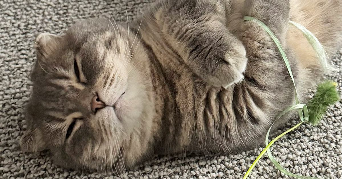 遊び疲れておもちゃを握りながら眠った『赤ちゃんのような猫』→人間の年齢で考えてみたら…「笑ってしまったｗ」「おっさんでも可愛いｗ」の声