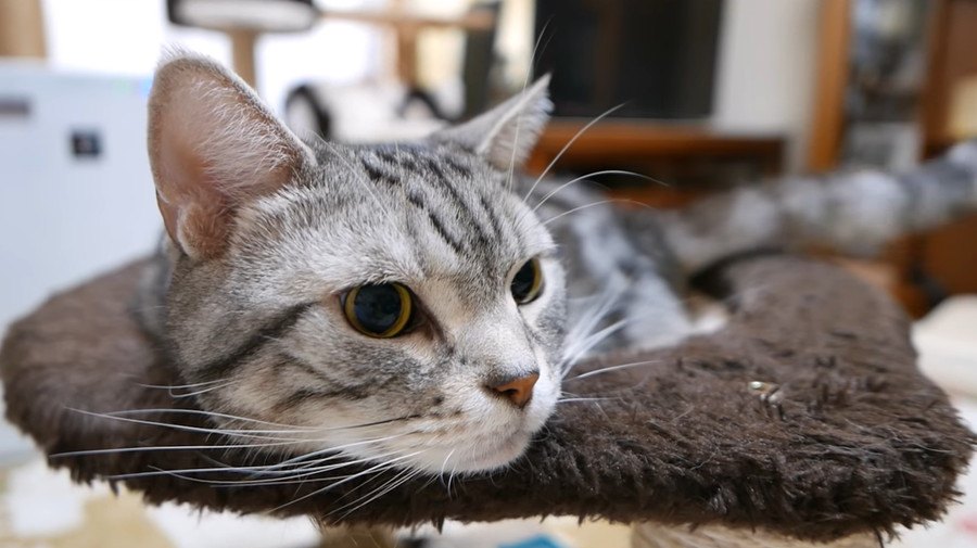 少しだけ気になる猫ちゃん