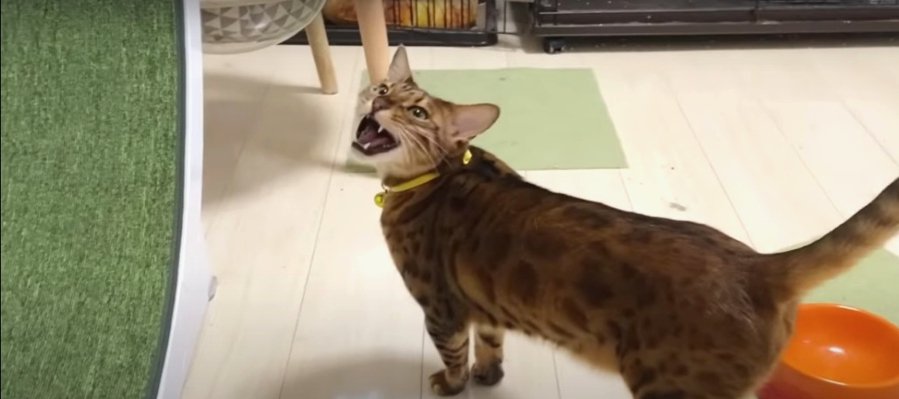 『パパさん！こっち！』一生懸命伝える猫ちゃん