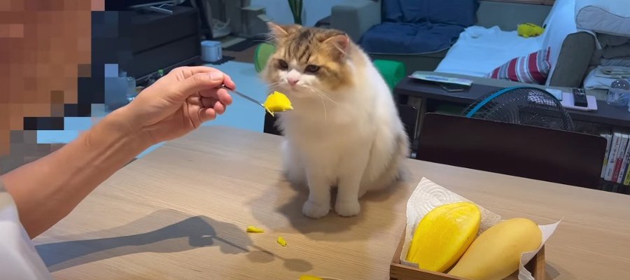 タイの美味しいマンゴーを初めて食べる猫ちゃん♡