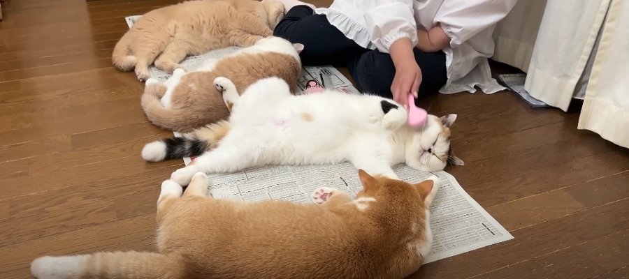 同じ格好で寝たら「猫の顔」になった！？仲良しな猫さんたち♡