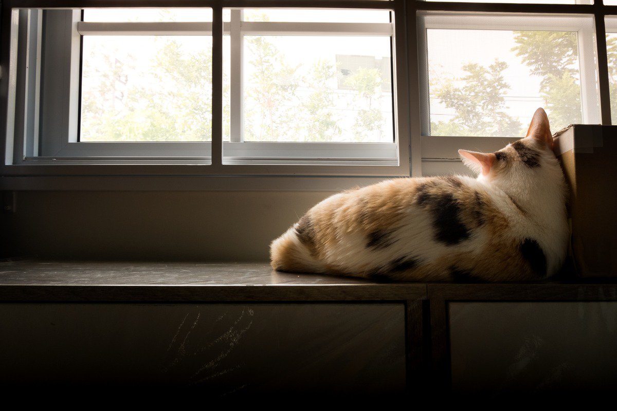 猫が『孤独感』を抱いているサイン4選　解消する方法や適切な接し方まで