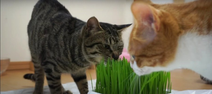 一心不乱に猫草をむしゃむしゃ食べる猫ちゃん！