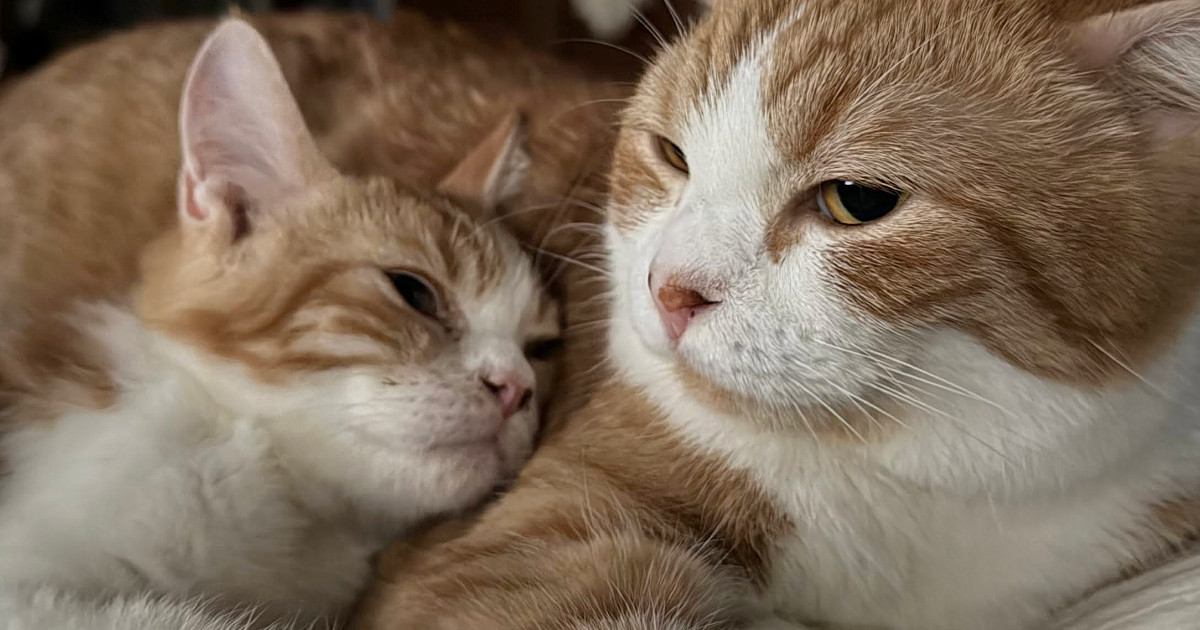 出会って10日目の先住猫と子猫…まるで親子のような『可愛すぎる光景』に1万いいね「たまらんなぁ」「幸せな気持ちになった」
