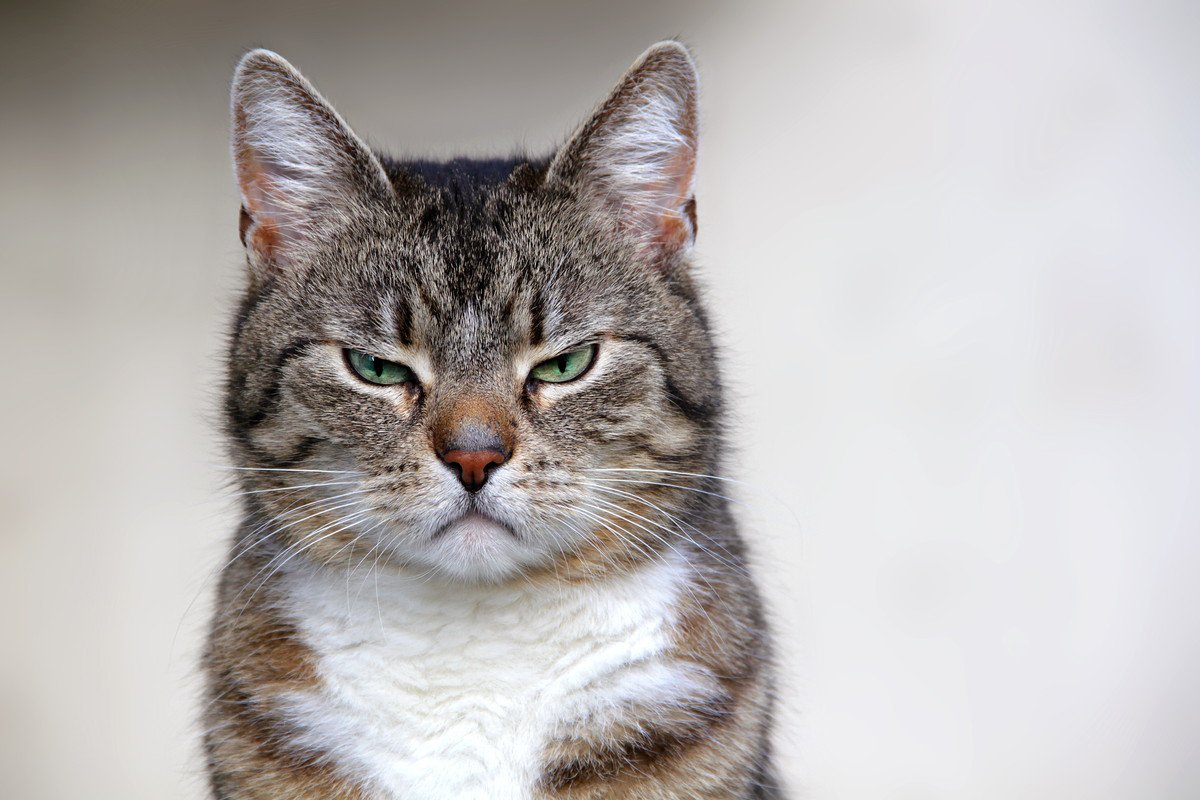 愛猫が『あなたをにらみつけている』4つの気持ち　必ずしも怒っているわけじゃない？