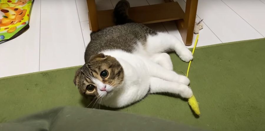 猫じゃらしで遊んでアピール！おねだりに成功した猫さんが可愛い