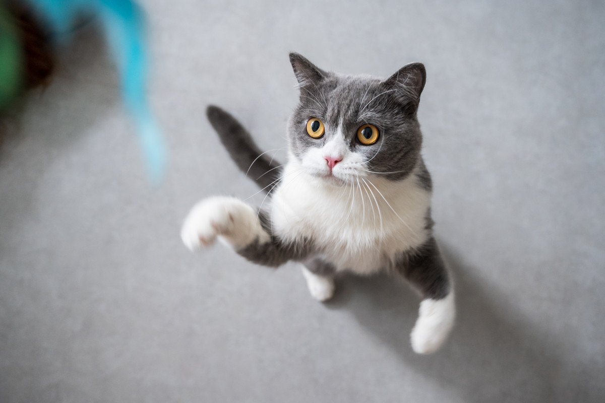 猫との暮らしで起こりがちな『困った行動』5選　あなたも経験ある？上手な対処法も解説