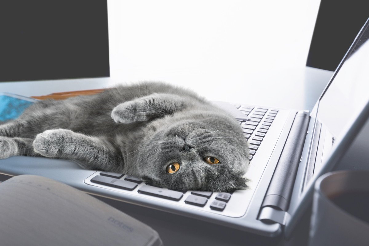 猫だって『孤独』を感じることがある！さみしさを感じている猫の3つの兆候とフォロー方法