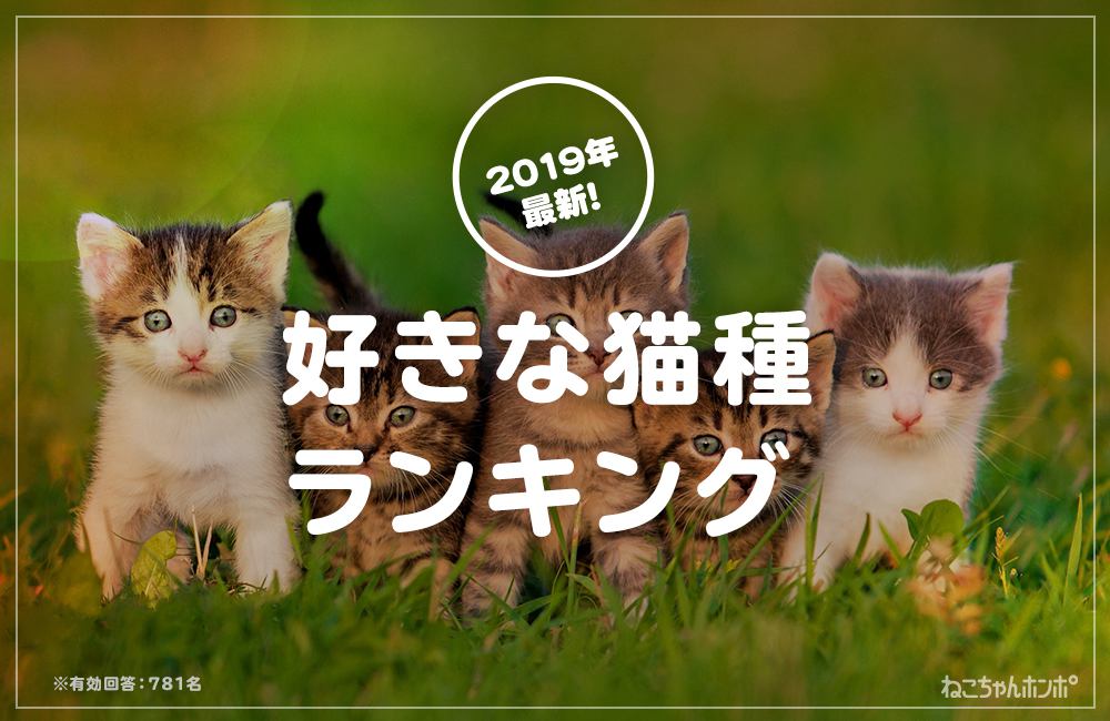 【アンケート結果発表！】好きな猫種と飼っている猫種にはこんな差が！