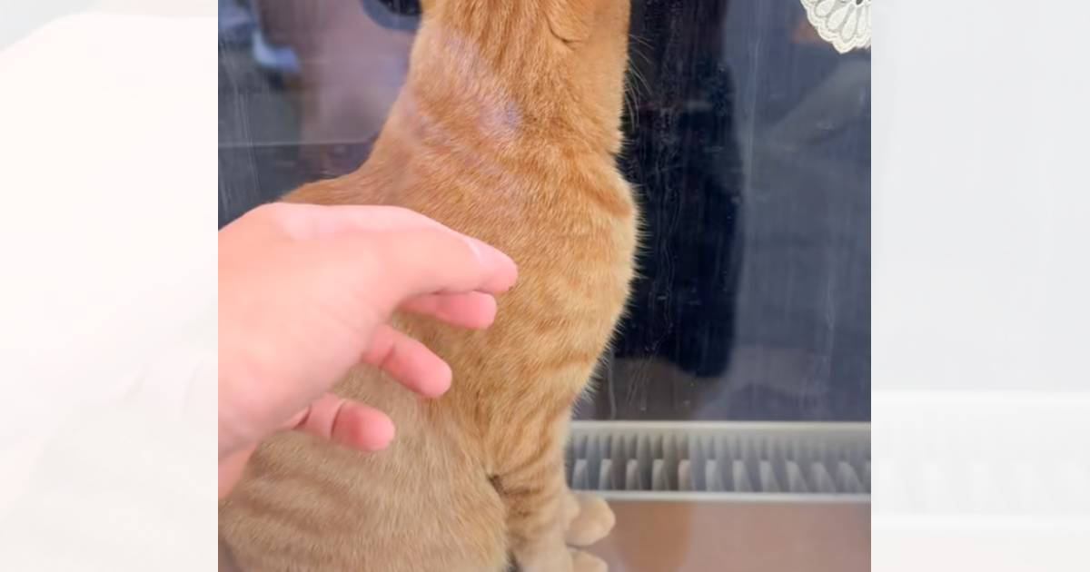 日向ぼっこ中の愛猫→飼い主さんが外から窓を叩くと…とんでもなく尊い『まさかの行動』が56万再生「窓越しなのに可愛すぎる」「涙がでてくる」