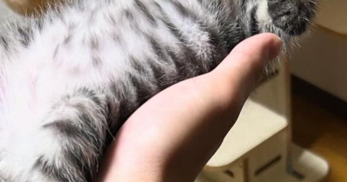 『早くお風呂入りな』と言われても動こうとしない男の子→様子を見に行くと、子猫が…尊すぎる瞬間に３万いいね「動けないｗ」「メロメロｗ」