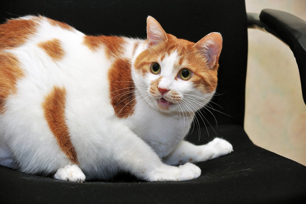 猫の命を奪ってしまう『飼い主のイタズラ』4つ　絶対にやってはいけない理由も解説