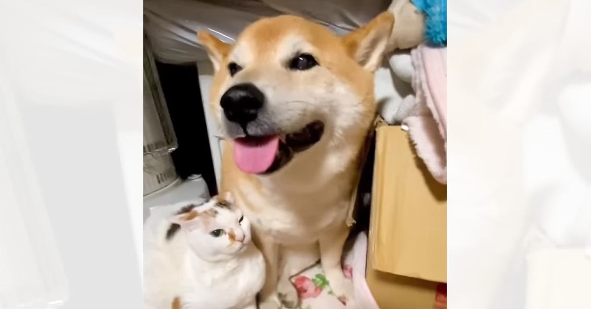 雷が怖くて震えていた柴犬に……猫たちが見せた『優しい行動』に涙が止まらないと76万再生「素敵で泣ける」「優しすぎて感動した」
